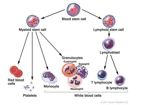 Hematopoietic Cascade