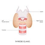 Thyroid